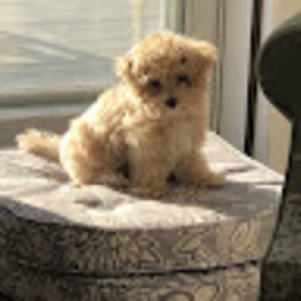 Meet your Posher, Gail